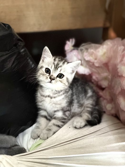 Котята шотландской вислоухой
