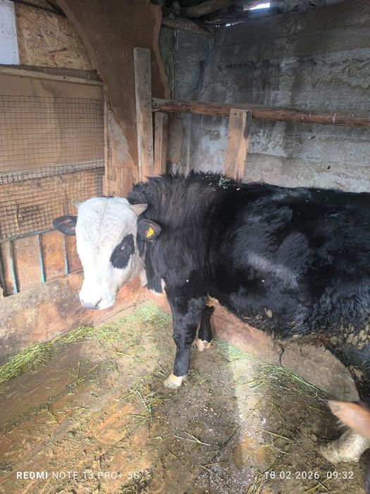 Продам быка 1год 3мес