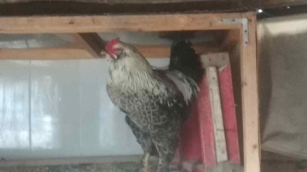 Xoroz sotiladi sotiladi