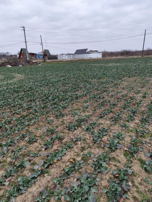 Super Oferta De Sărbători Doar 25 € Negociabil