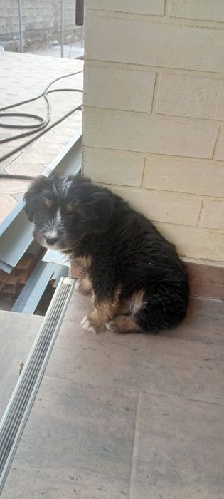 Щенок 3 месяца , мальчик, беспороды.отдам в хорошие добрые руки