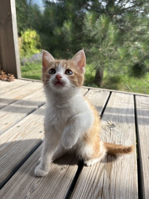 КОТЯТА.  Отдадим бесплатно
