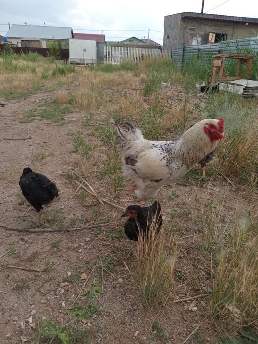 Петухи продаются
