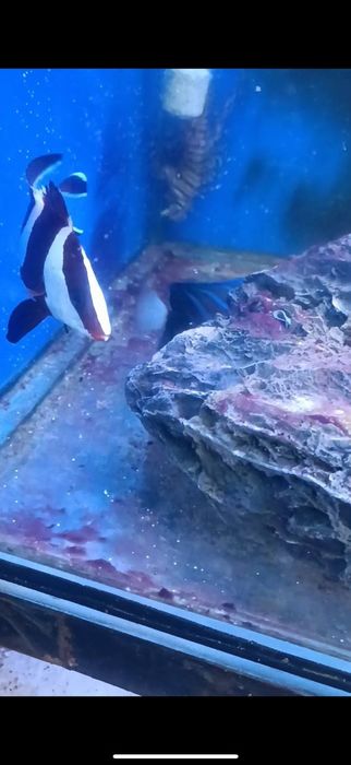 Морские рыбы разные