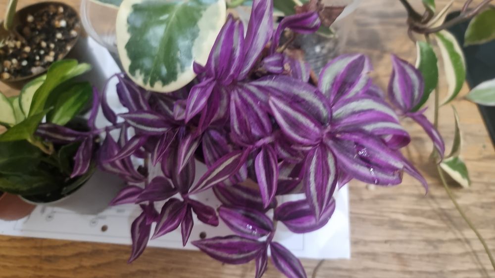 Фикус Панда и другие цветы