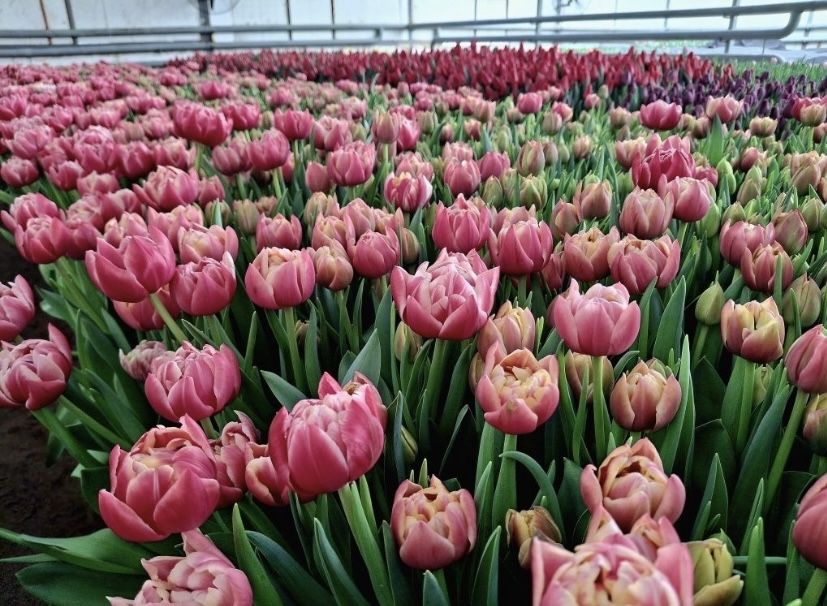 Продам тюльпаны…