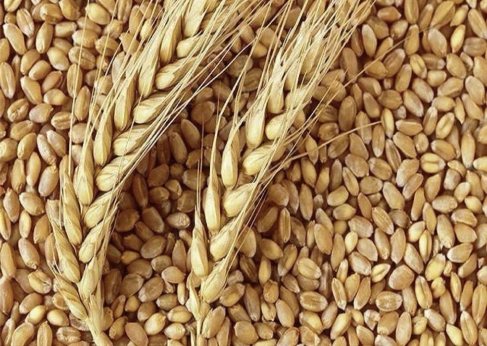 Продам пшеницу высокого качества