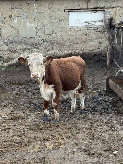 Продам бычков подсос