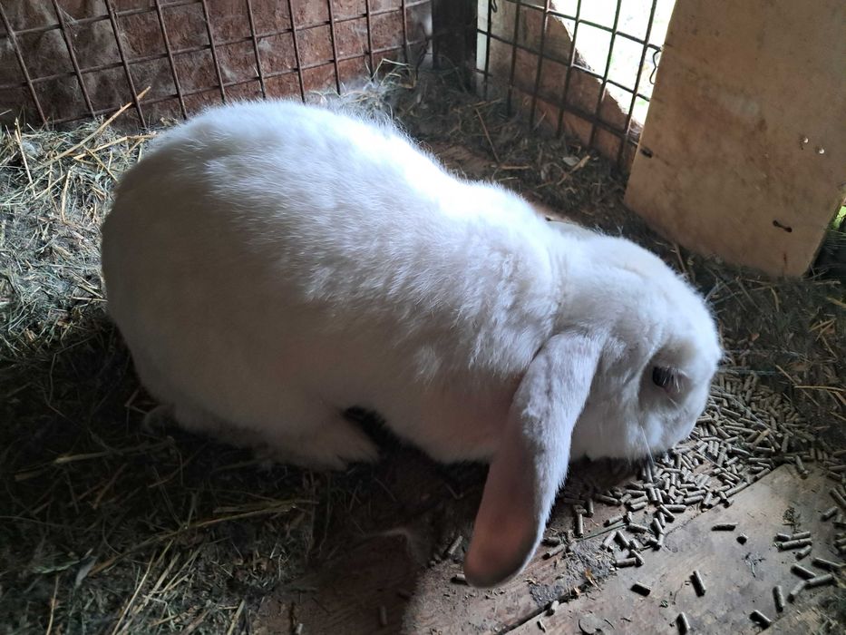 Vând un iepuroi si o iepuroaica