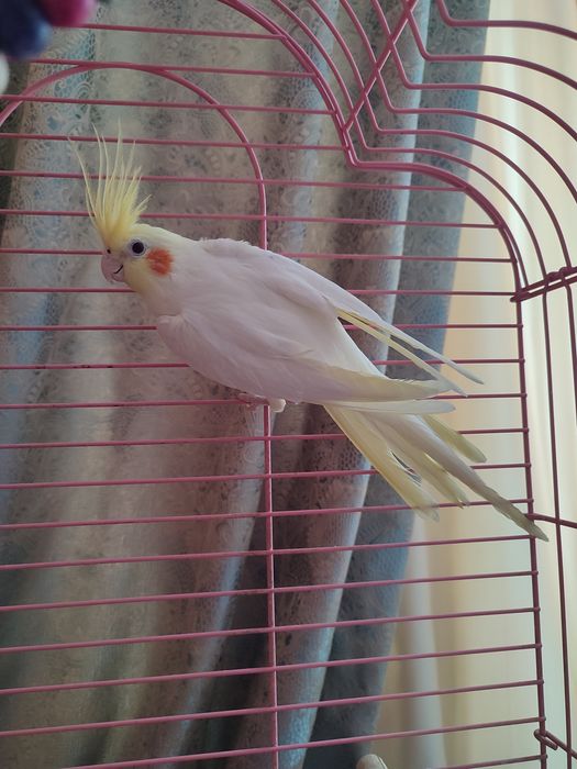 Попугаи Корелла пара