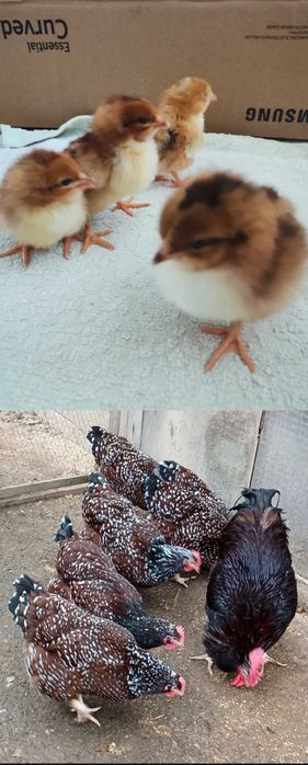 Puișori diferite rase