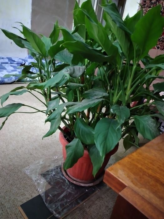 Продаётся. Комплектация