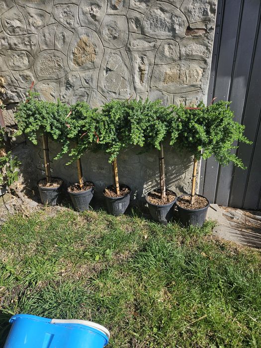 Dud pendula maslin juniperius yuca cedru