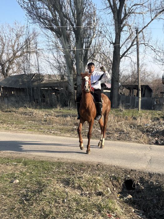 Ассалаумағалейкум осы құнан сатылады