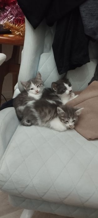 Отдам даром даром катят