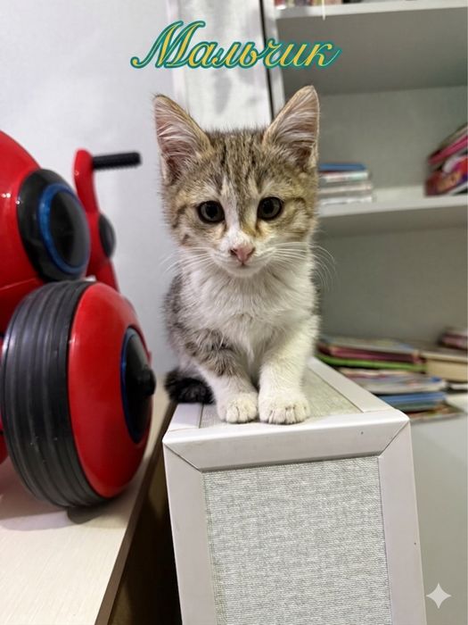 Котята ищут дом! Ташкент!