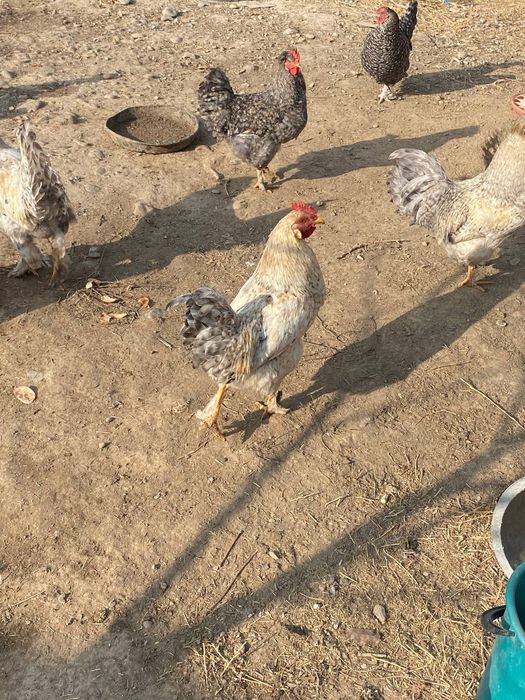 Қораздар сатыладв