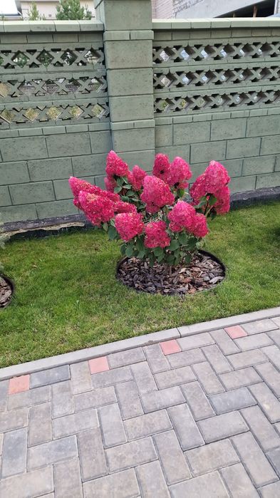 Метельчатые гортензии