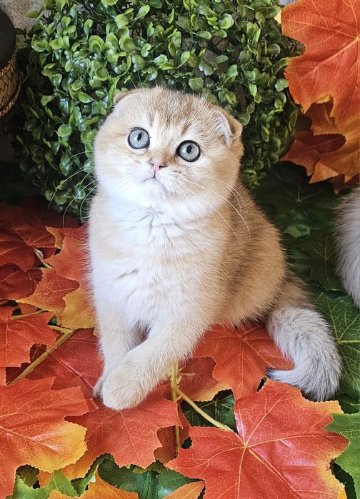 Шотландско котенце