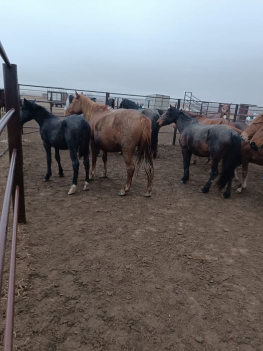 Бие буаз сатылады