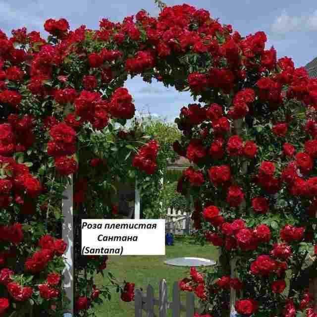 Штамповая роза