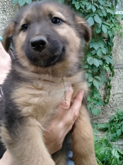 Щенки девочки ищут родителей.