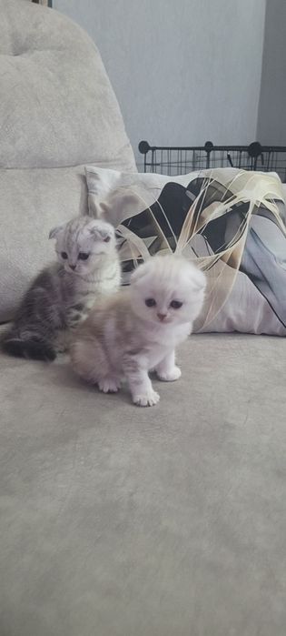 Шотландские котята