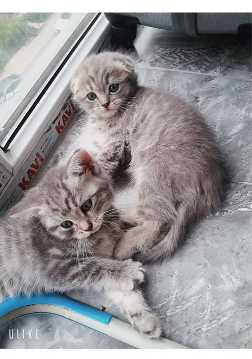 Котята девочки, шотланки )