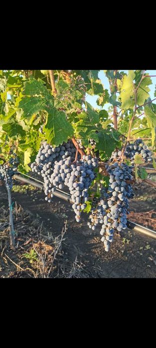 Продавам грозде Каберне фран