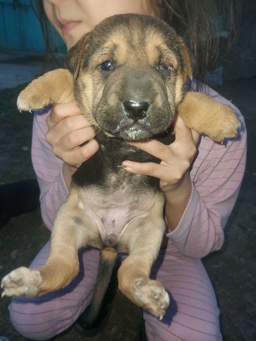 Отдам в хорошие руки