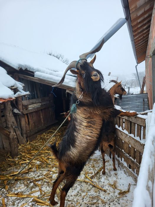 Capre/ țap alpin francez
