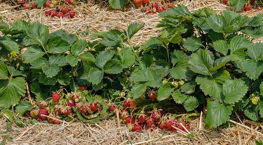 Продам рассаду клубники