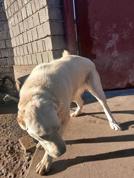 Чистокровныи алабаи