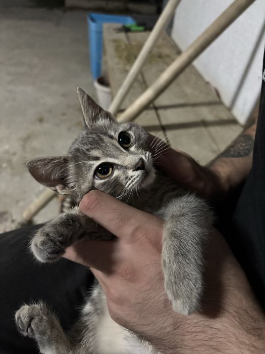Котенок в добрые ручки