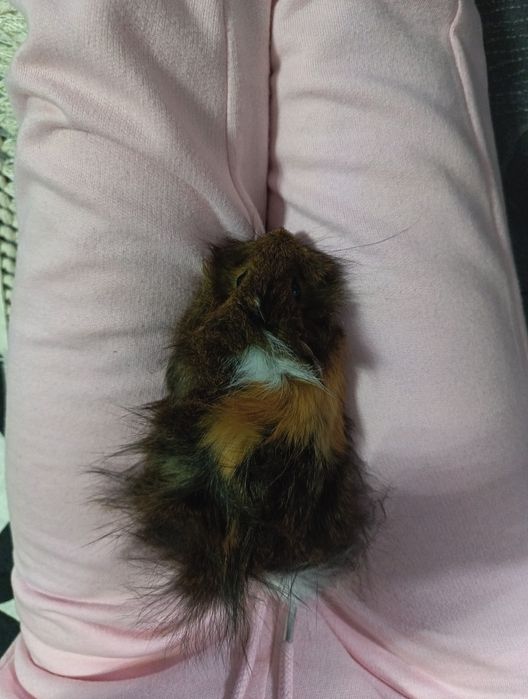 Ангорско морско свинче, бебе на 2 месеца