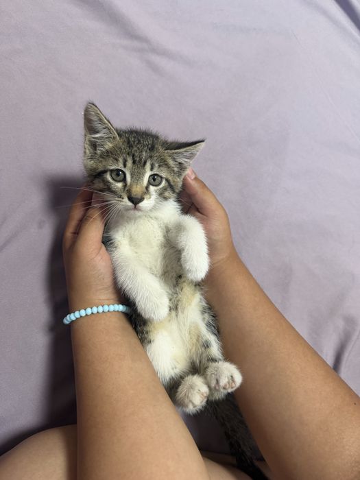 Отдам котят в добрые руки