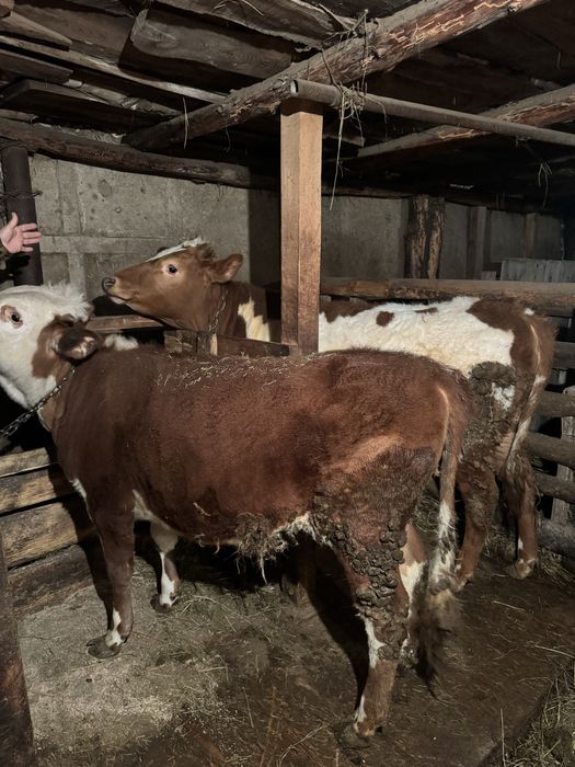 Продам жирных телок с откорма