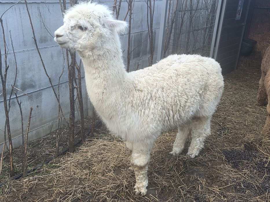 Alpaca doi masculi