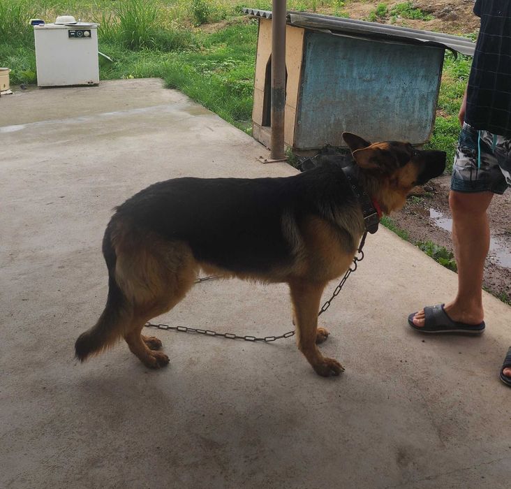 Вязка, Кобель, Немец овчарка, чепрачный окрас, Vyazka, kabelni ulash