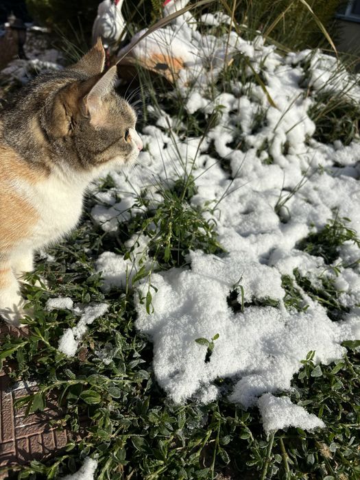 Потерялась кошка