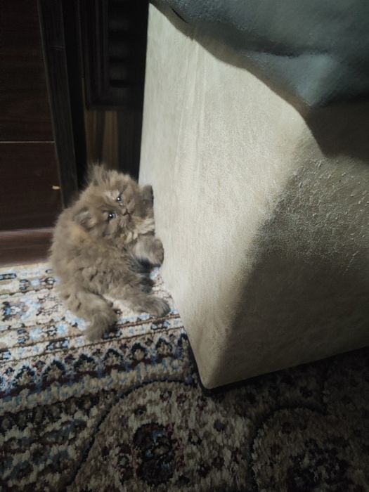 Продается котенок