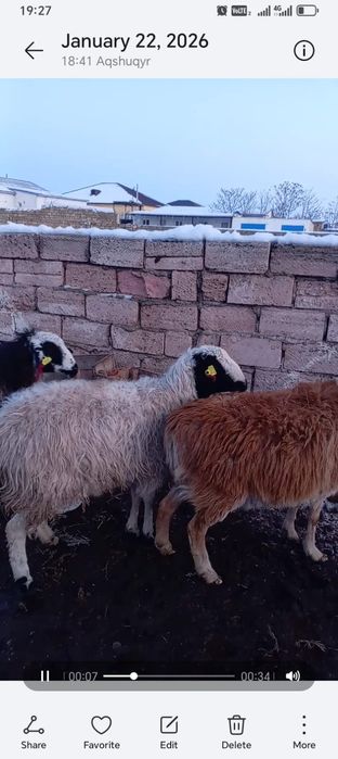 Буаз қойлар сатылады