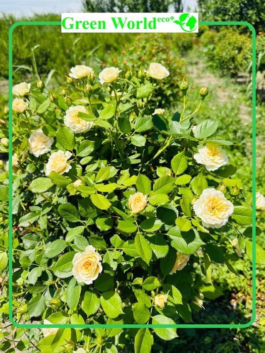 Shtamp atirguli- ko’zingizni quvontiradi.