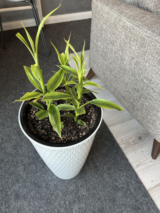 Комнатные цветы, комнатные растения