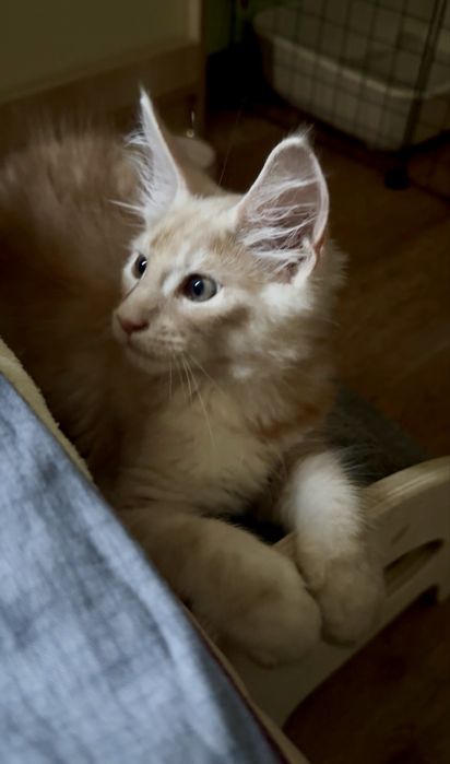 Продам котенка Мейн-кун Костанай