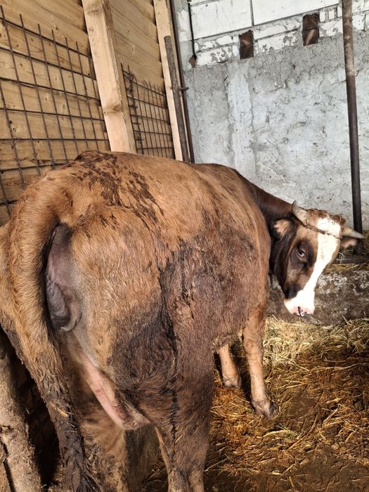 Vaca și junica de vânzare