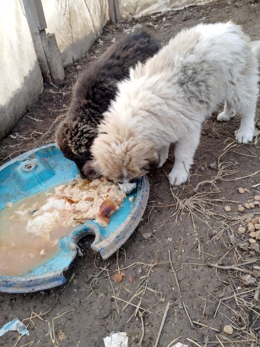 Donez câine talie mare, corcitură ciobănesc