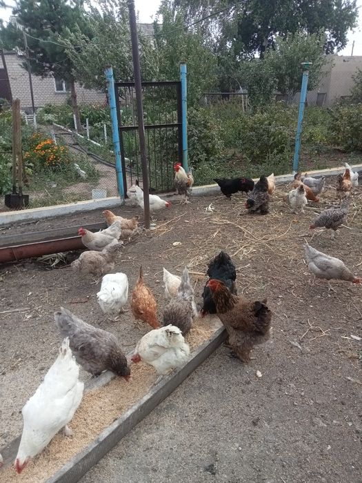 Куры породы Брама