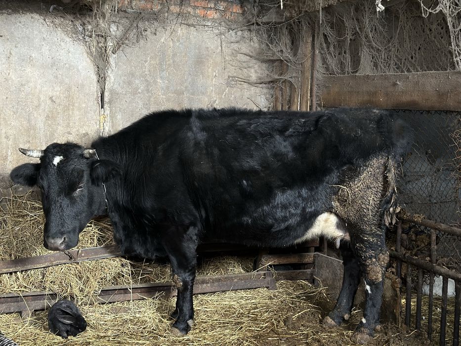 Продам крупную корову