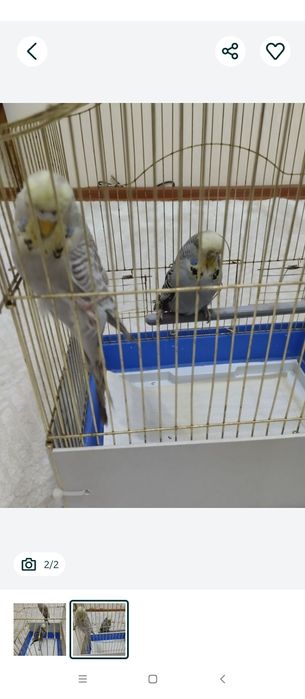 Попугаи Андуки  самки